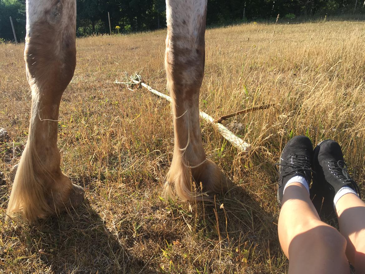Anden særlig race Caspian (Kalle) billede 16