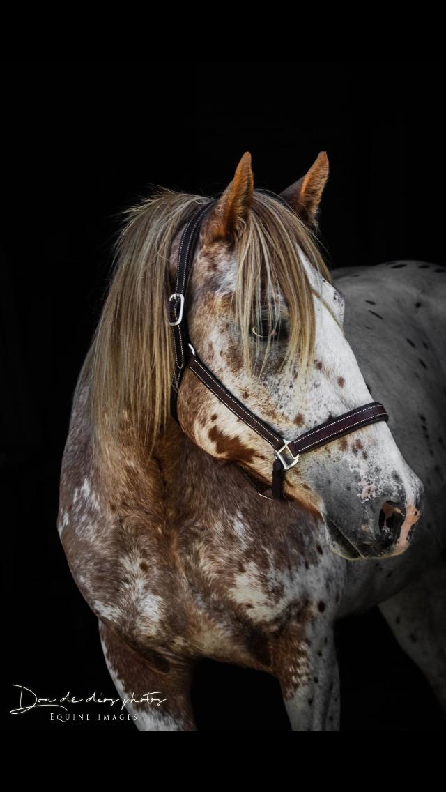 Anden særlig race Caspian (Kalle) billede 20