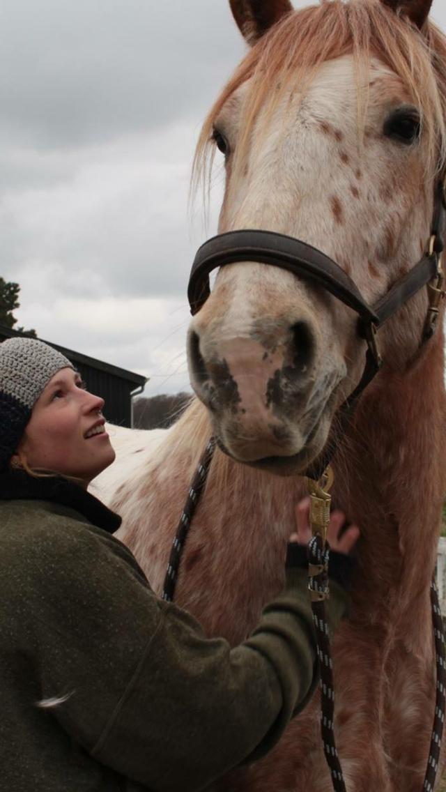 Anden særlig race Caspian (Kalle) billede 21