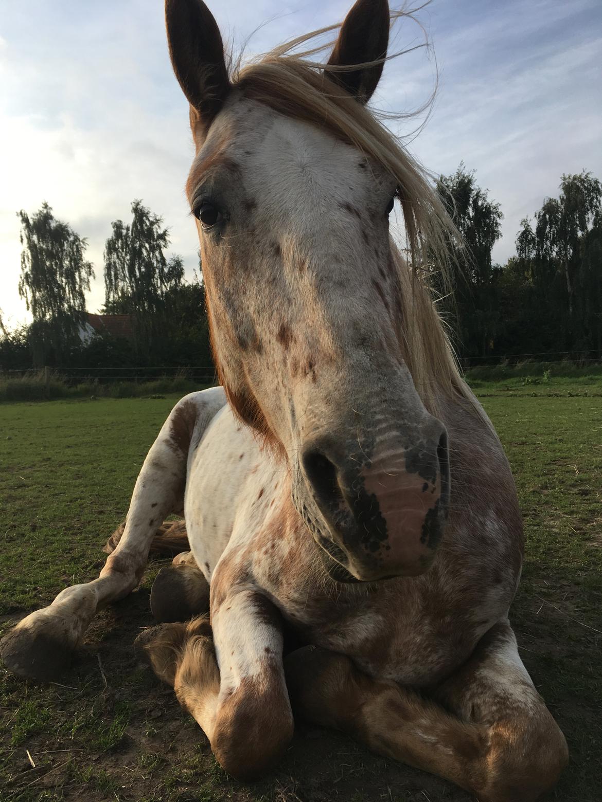 Anden særlig race Caspian (Kalle) billede 19