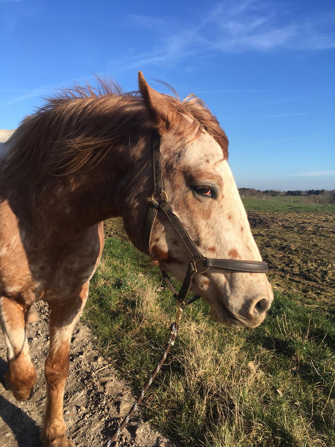 Anden særlig race Caspian (Kalle) billede 22
