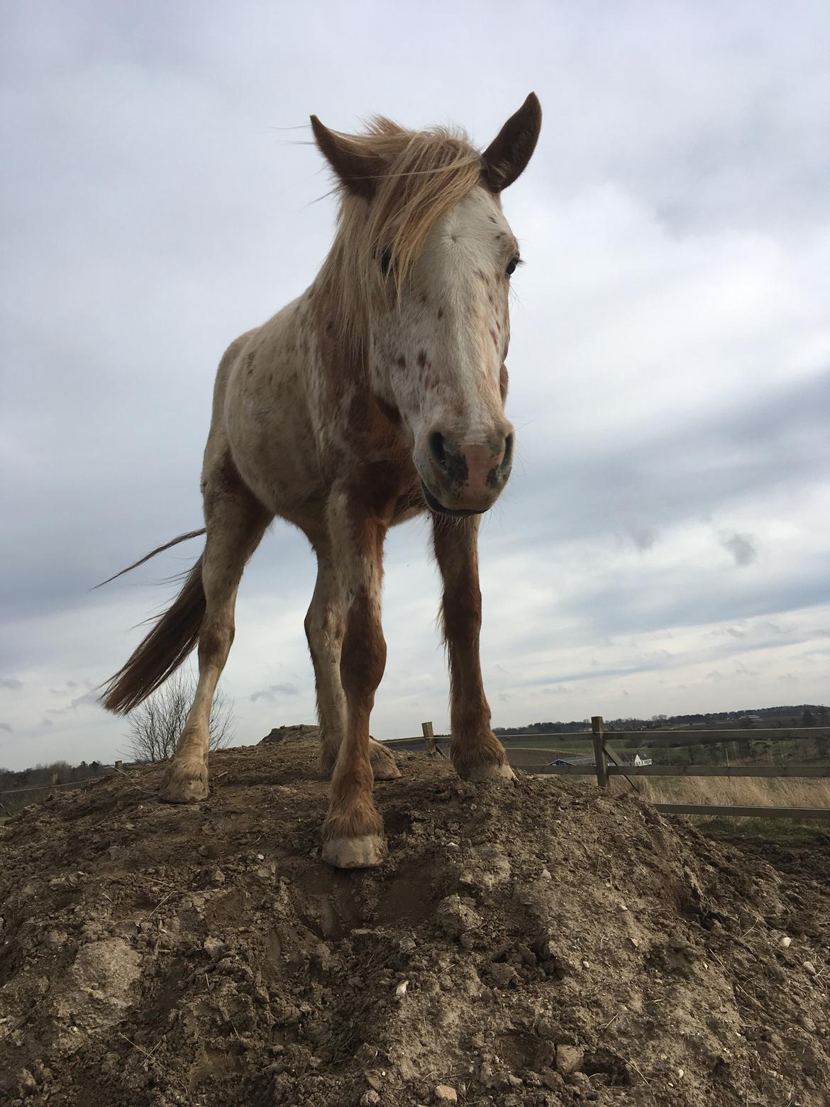 Anden særlig race Caspian (Kalle) billede 23