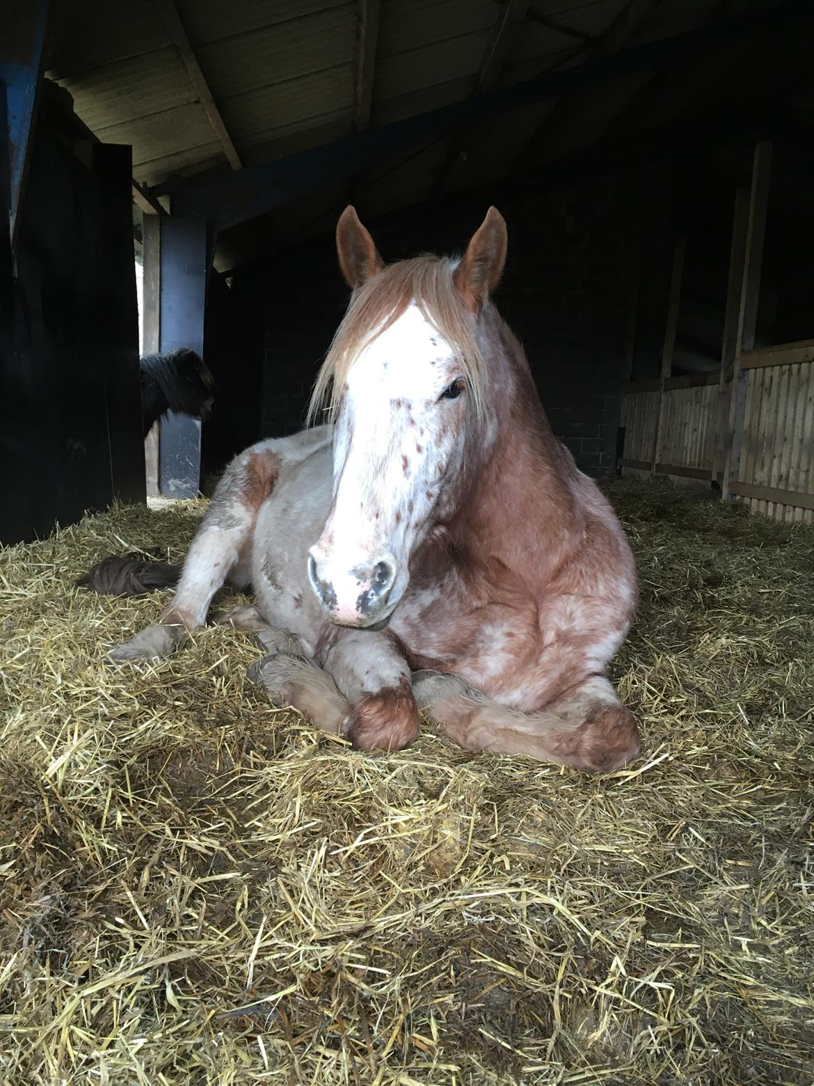 Anden særlig race Caspian (Kalle) billede 24