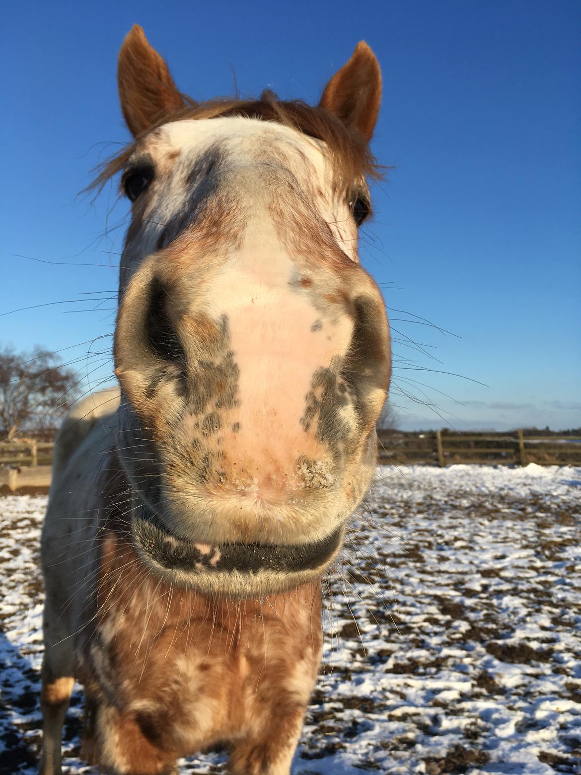 Anden særlig race Caspian (Kalle) billede 25