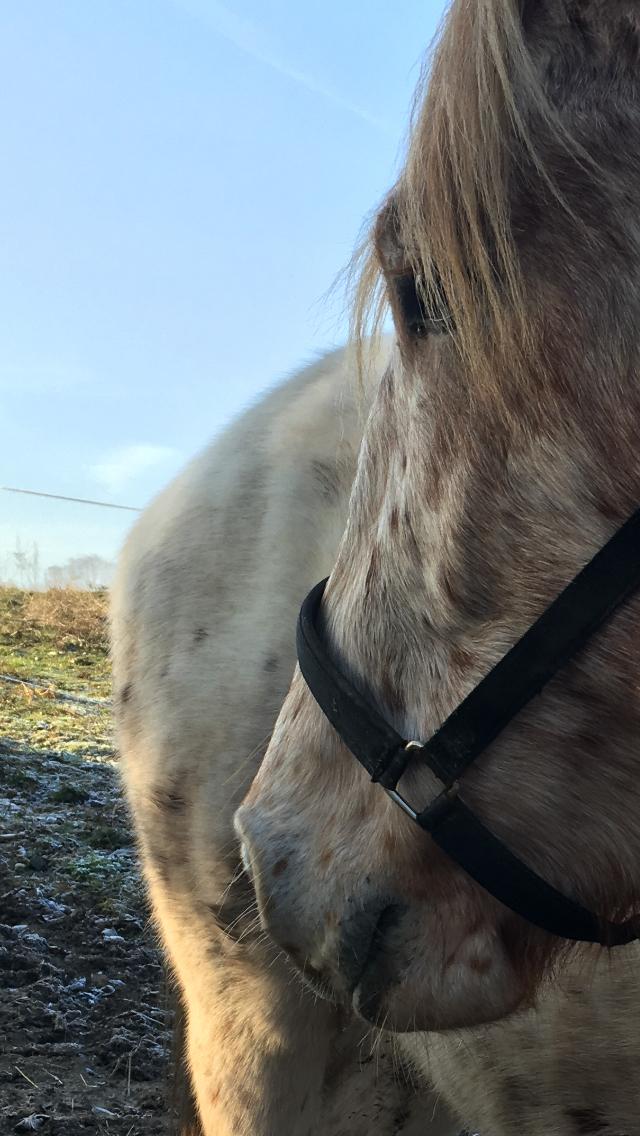 Anden særlig race Caspian (Kalle) billede 26
