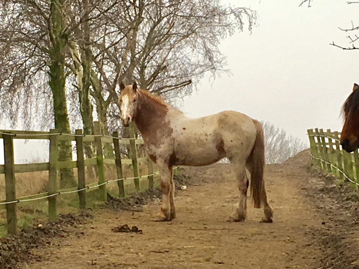Anden særlig race Caspian (Kalle) billede 27