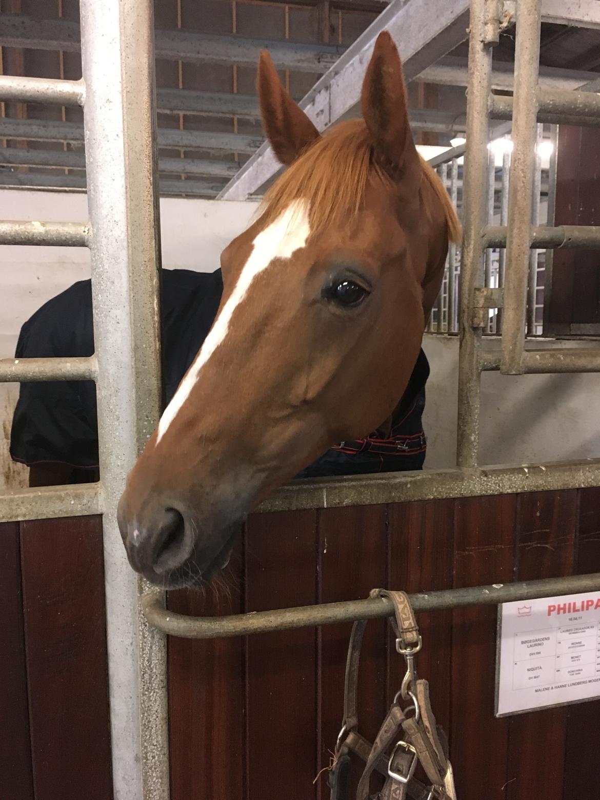 Dansk Varmblod Philipa billede 13