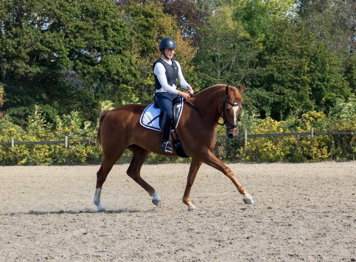 Dansk Varmblod Philipa - Rytter: Kristin billede 14