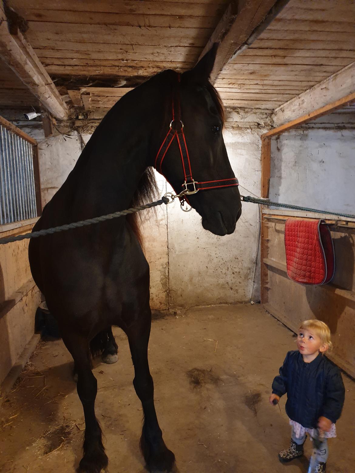 Frieser Elbrich fan Oostenburg STER billede 31