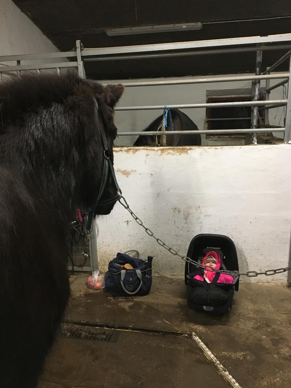 Islænder Heimir fra Blönduósi billede 22