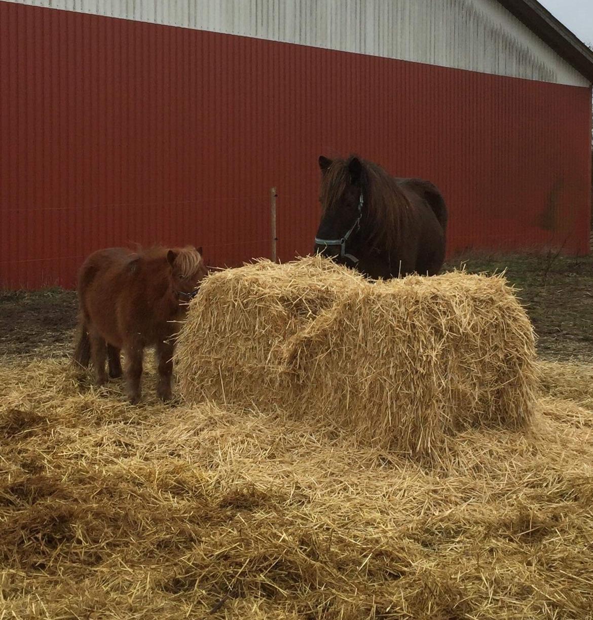 Islænder Heimir fra Blönduósi billede 24