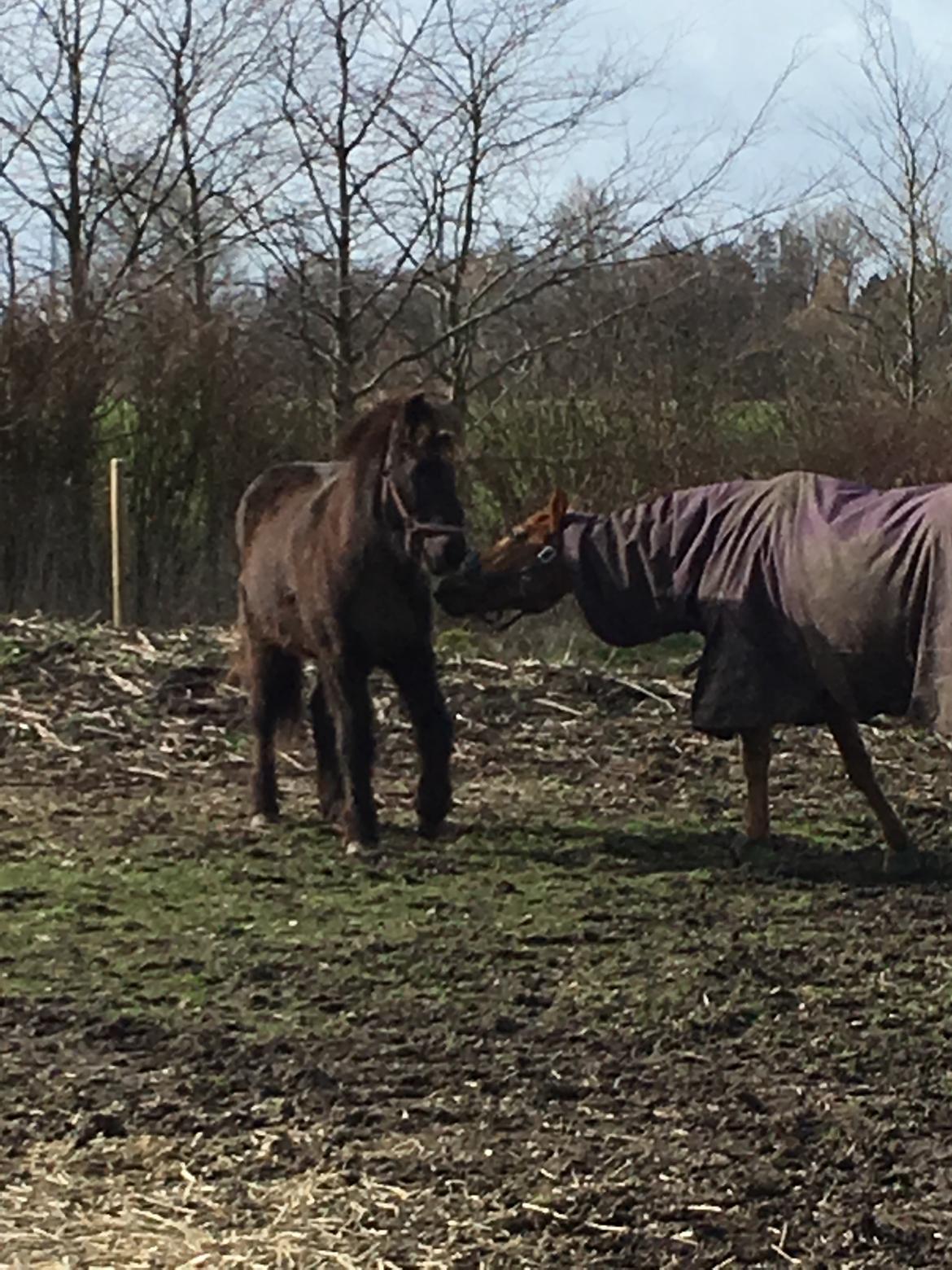 Islænder Heimir fra Blönduósi billede 25