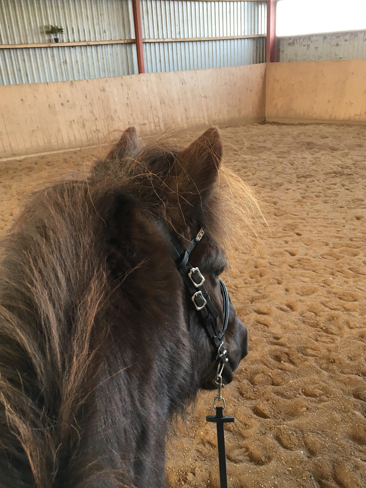 Islænder Heimir fra Blönduósi billede 26