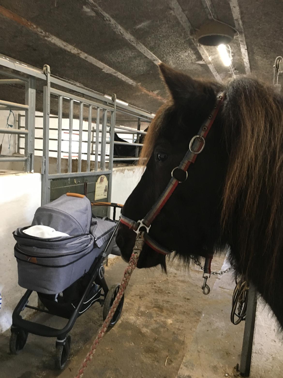 Islænder Heimir fra Blönduósi billede 23