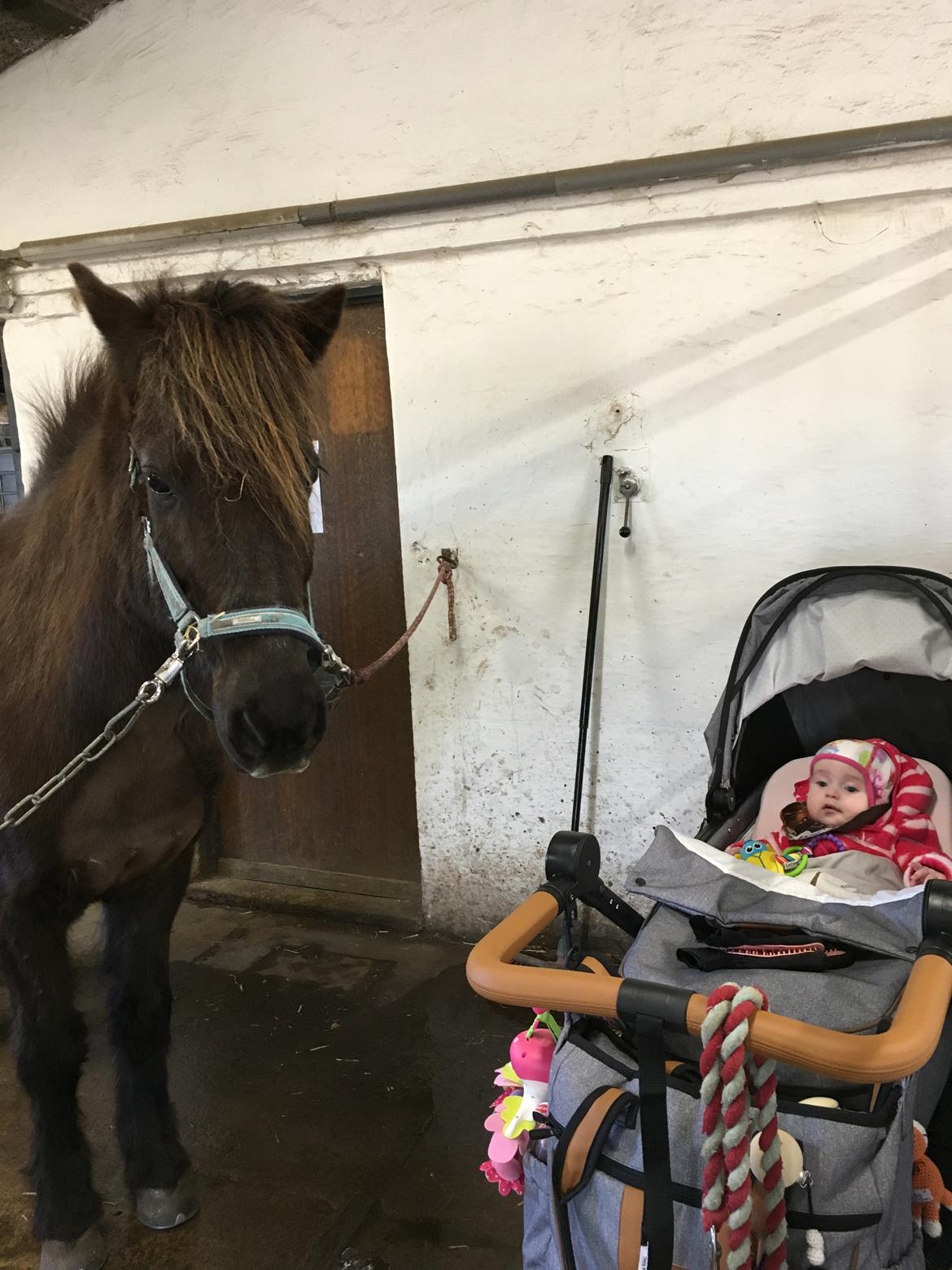 Islænder Heimir fra Blönduósi billede 28