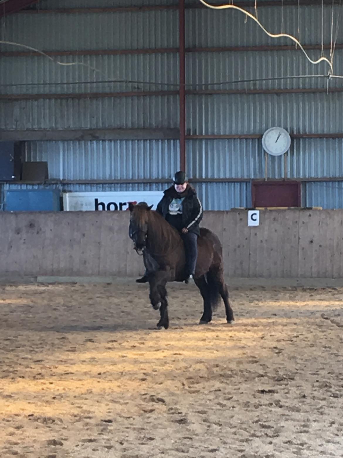 Islænder Heimir fra Blönduósi billede 27