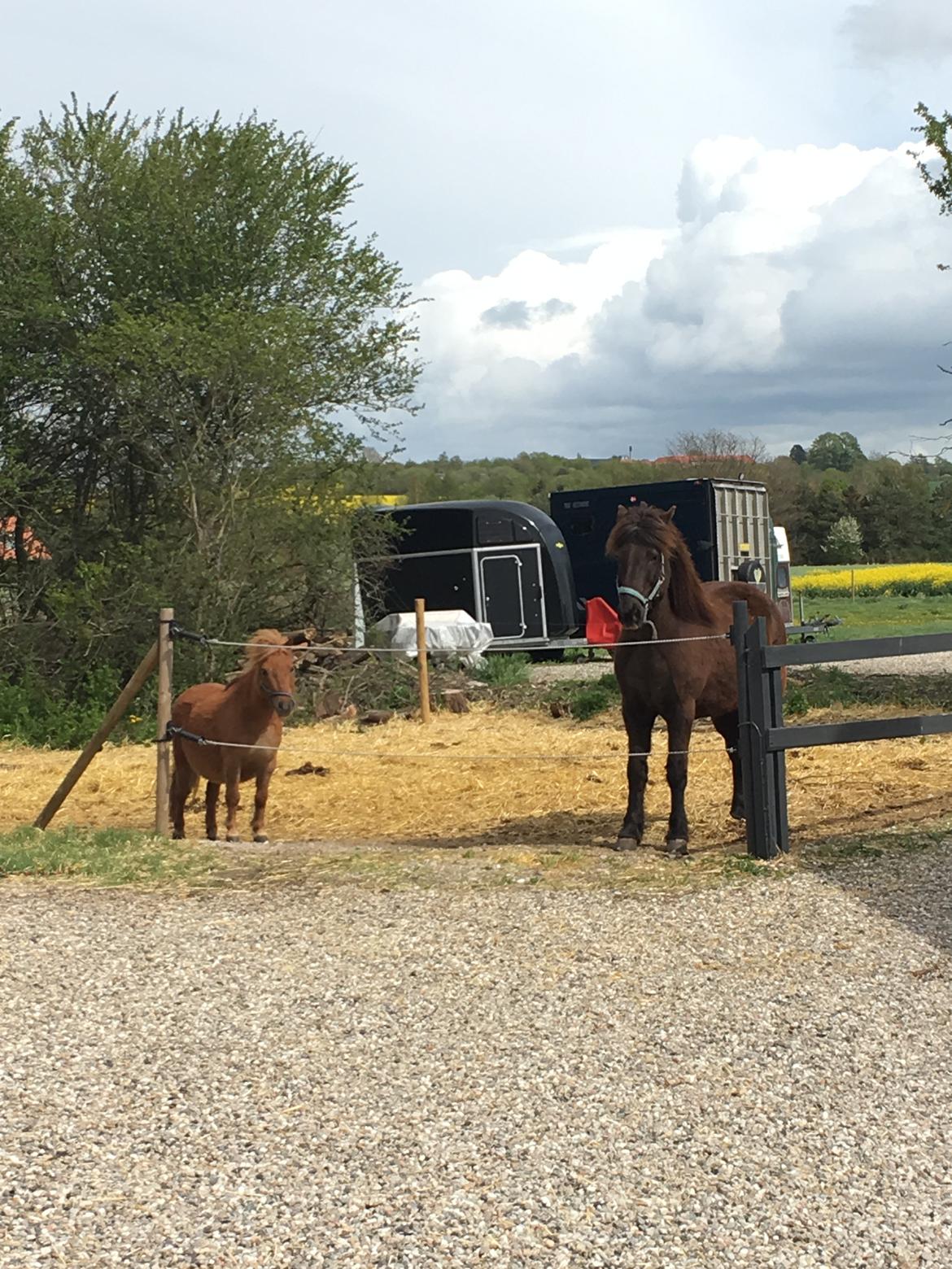 Islænder Heimir fra Blönduósi billede 30