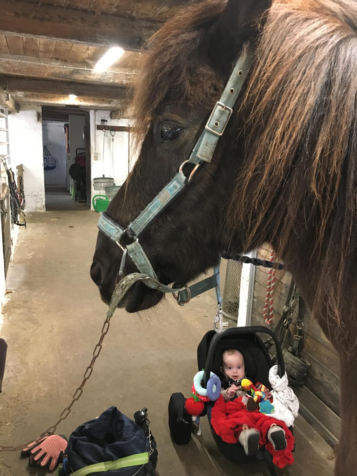 Islænder Heimir fra Blönduósi billede 31