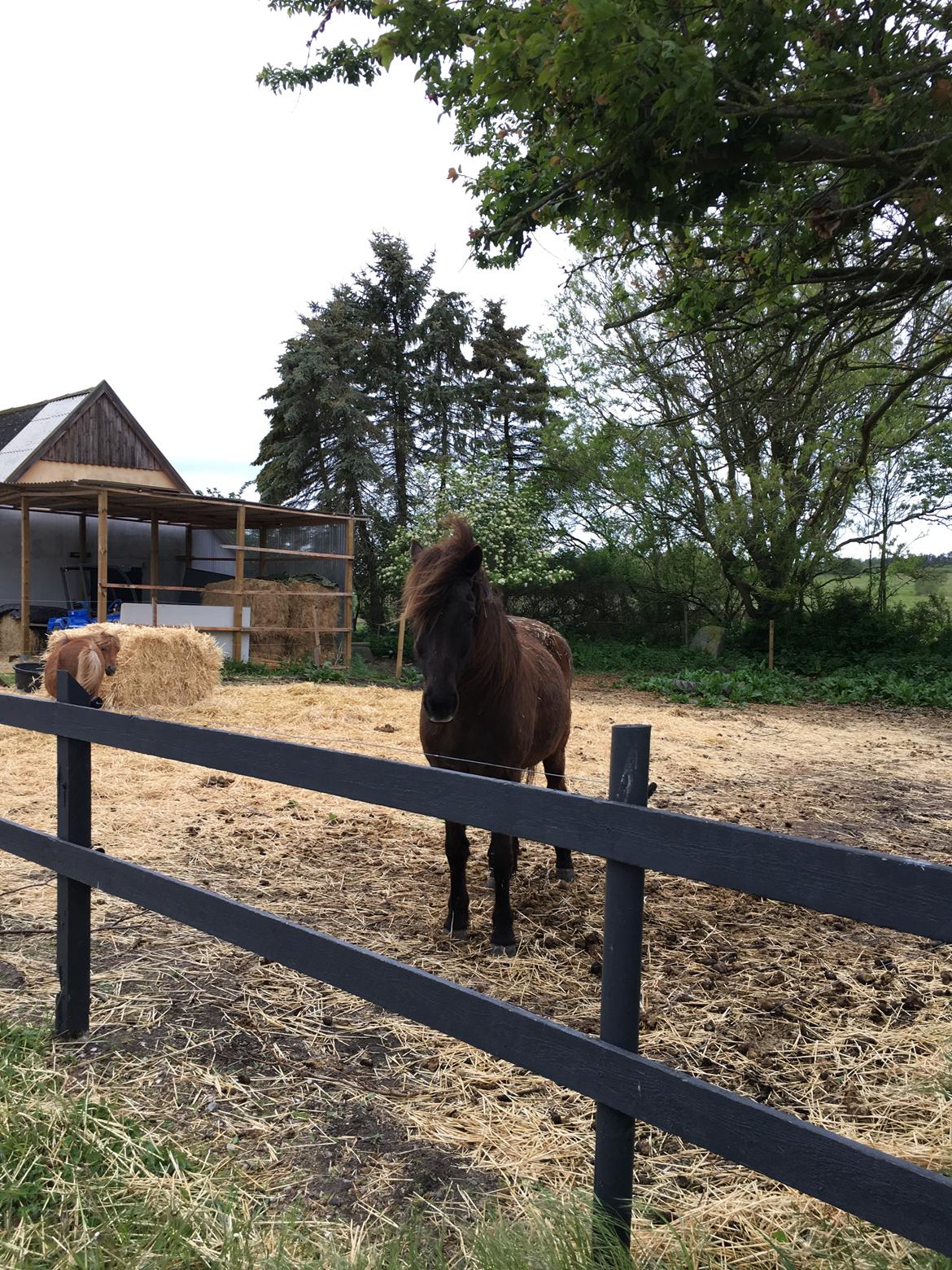 Islænder Heimir fra Blönduósi billede 32