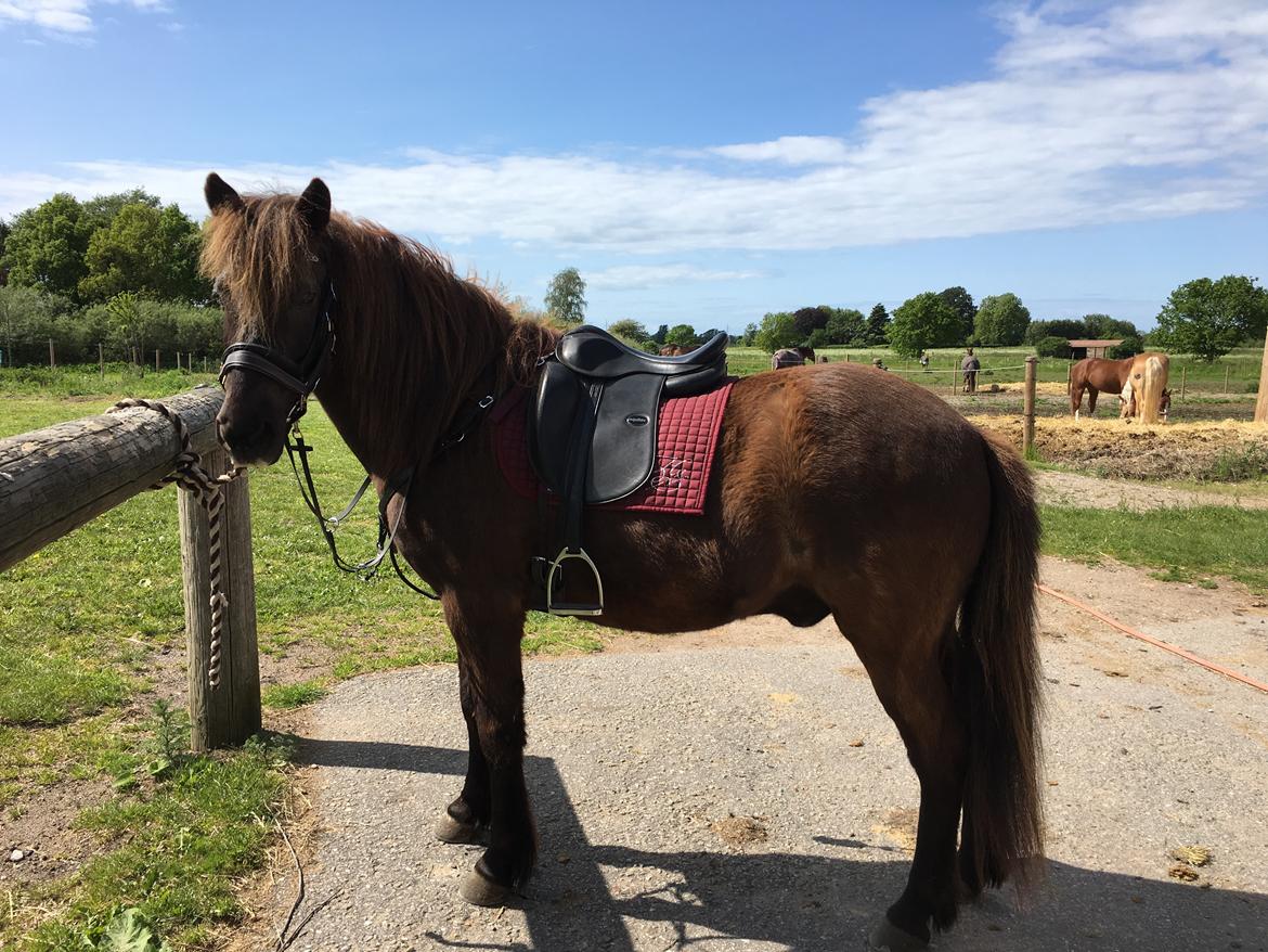 Islænder Heimir fra Blönduósi billede 33