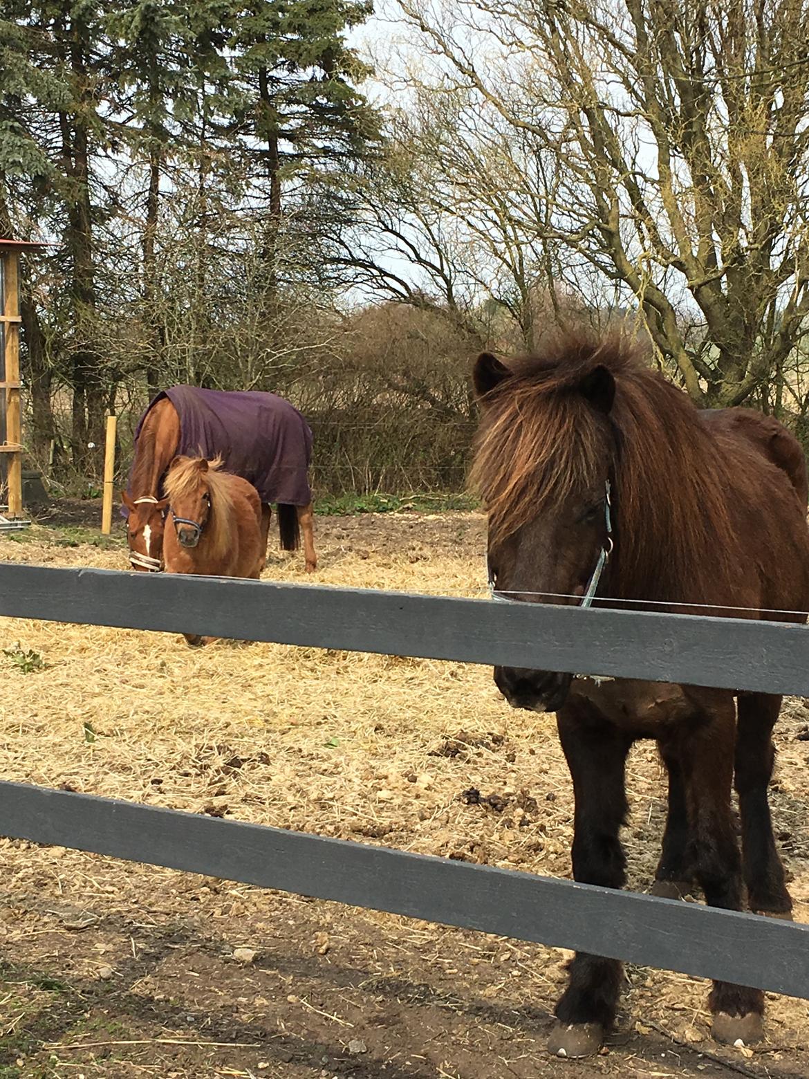Islænder Heimir fra Blönduósi billede 29