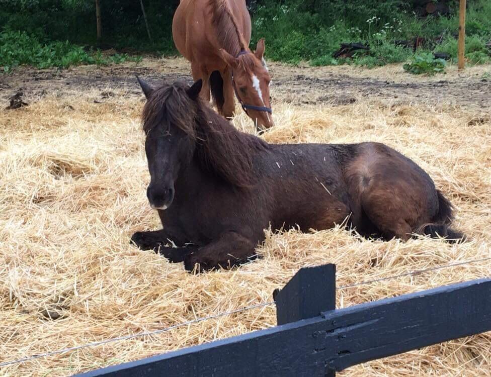 Islænder Heimir fra Blönduósi billede 36