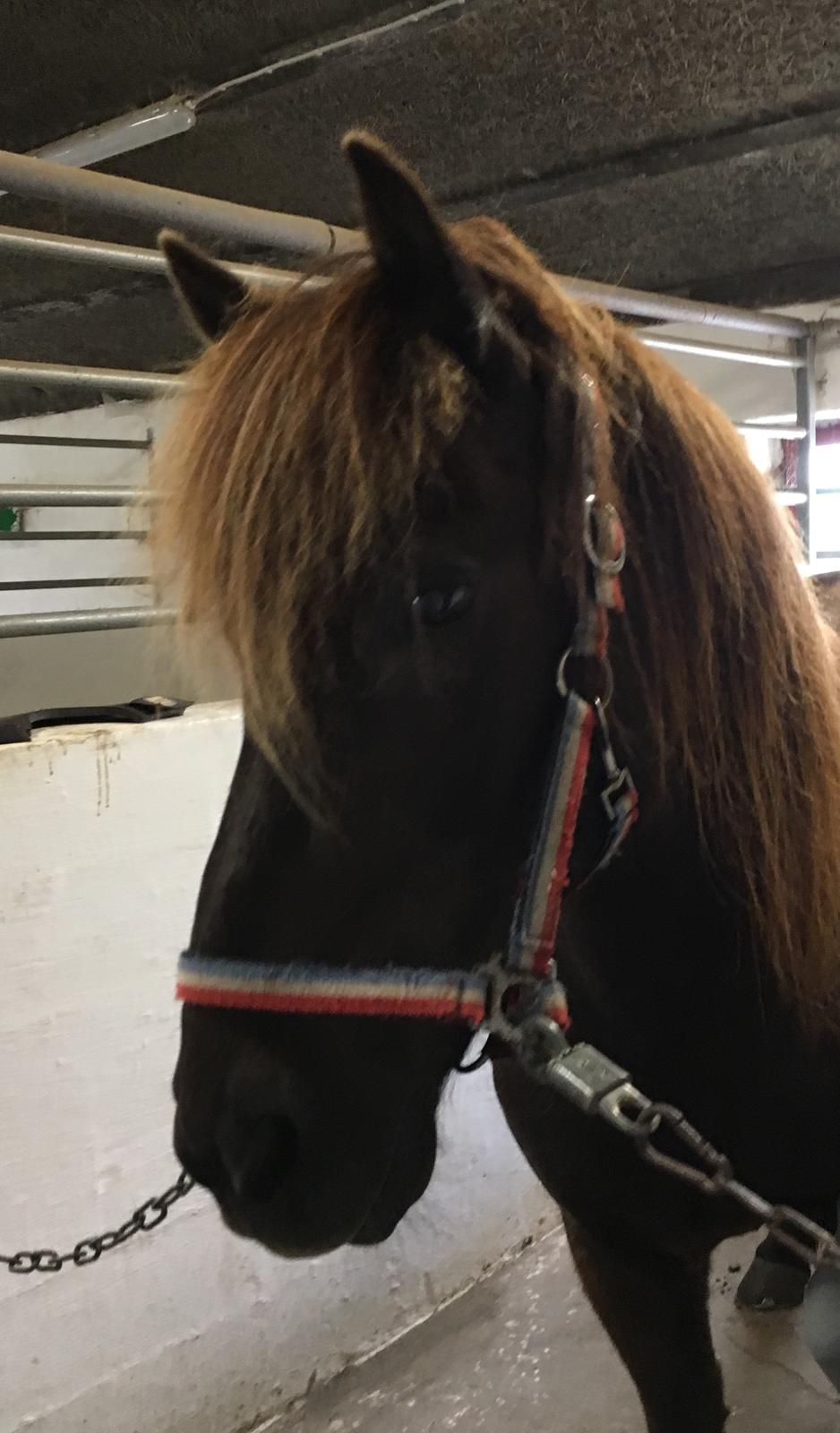 Islænder Heimir fra Blönduósi billede 35