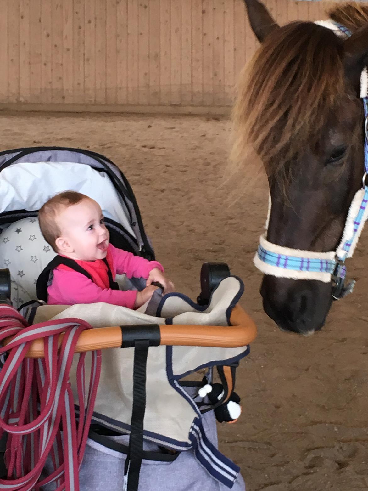 Islænder Heimir fra Blönduósi billede 38