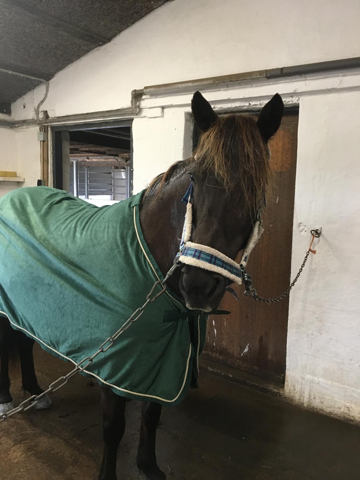 Islænder Heimir fra Blönduósi billede 39