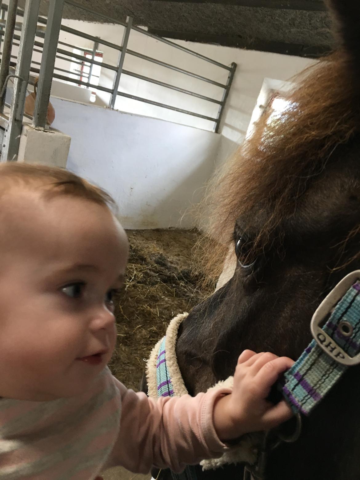 Islænder Heimir fra Blönduósi billede 40