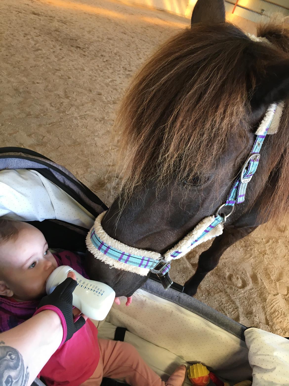 Islænder Heimir fra Blönduósi billede 37