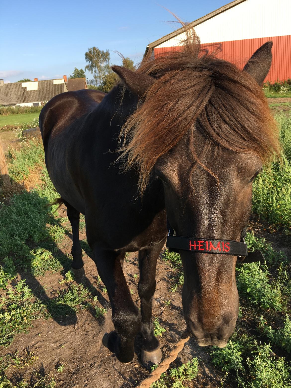 Islænder Heimir fra Blönduósi billede 42