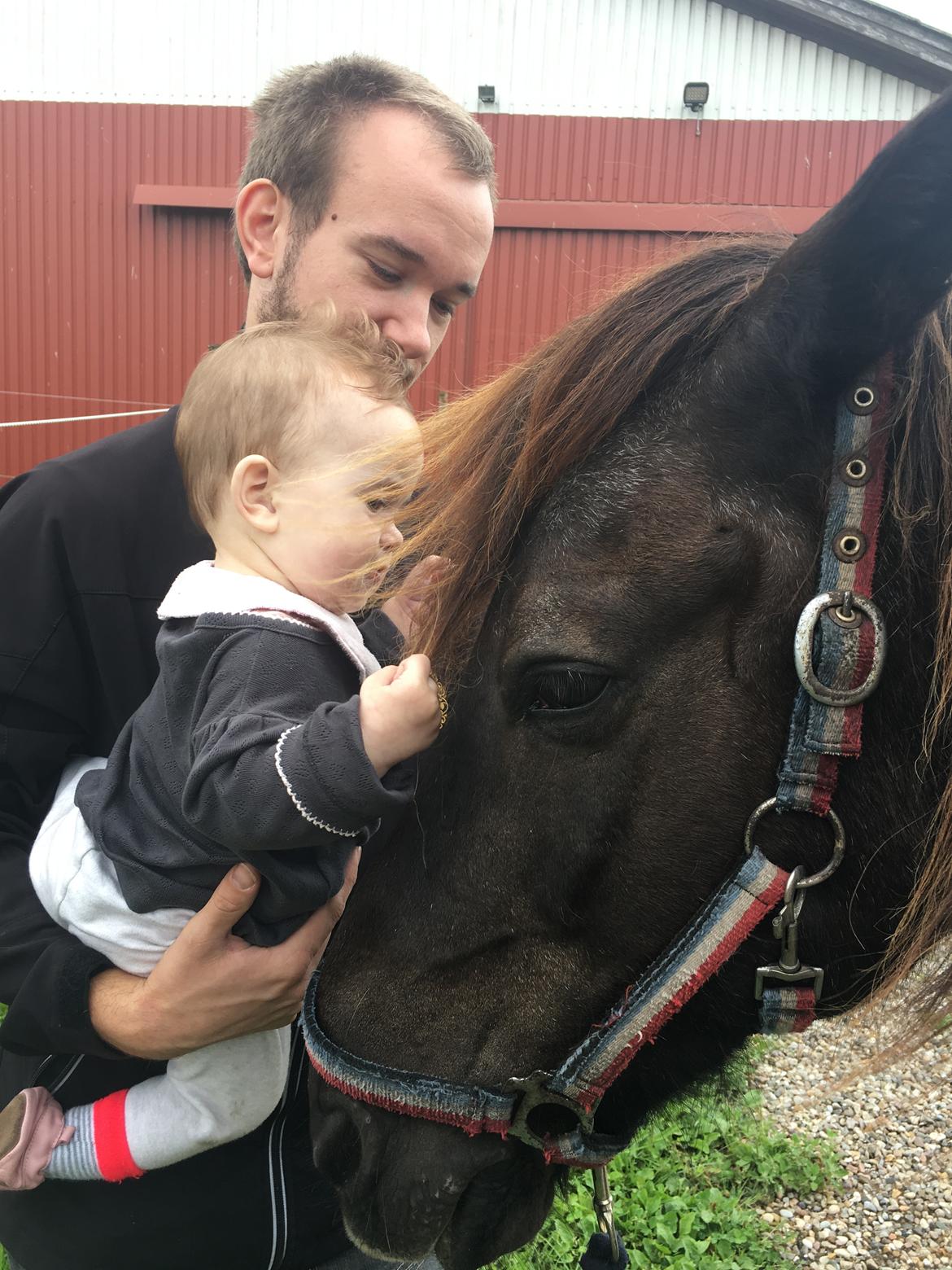 Islænder Heimir fra Blönduósi billede 41