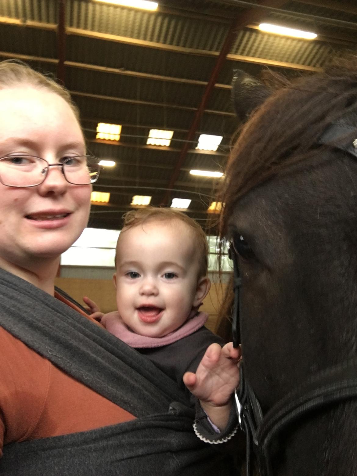 Islænder Heimir fra Blönduósi billede 43