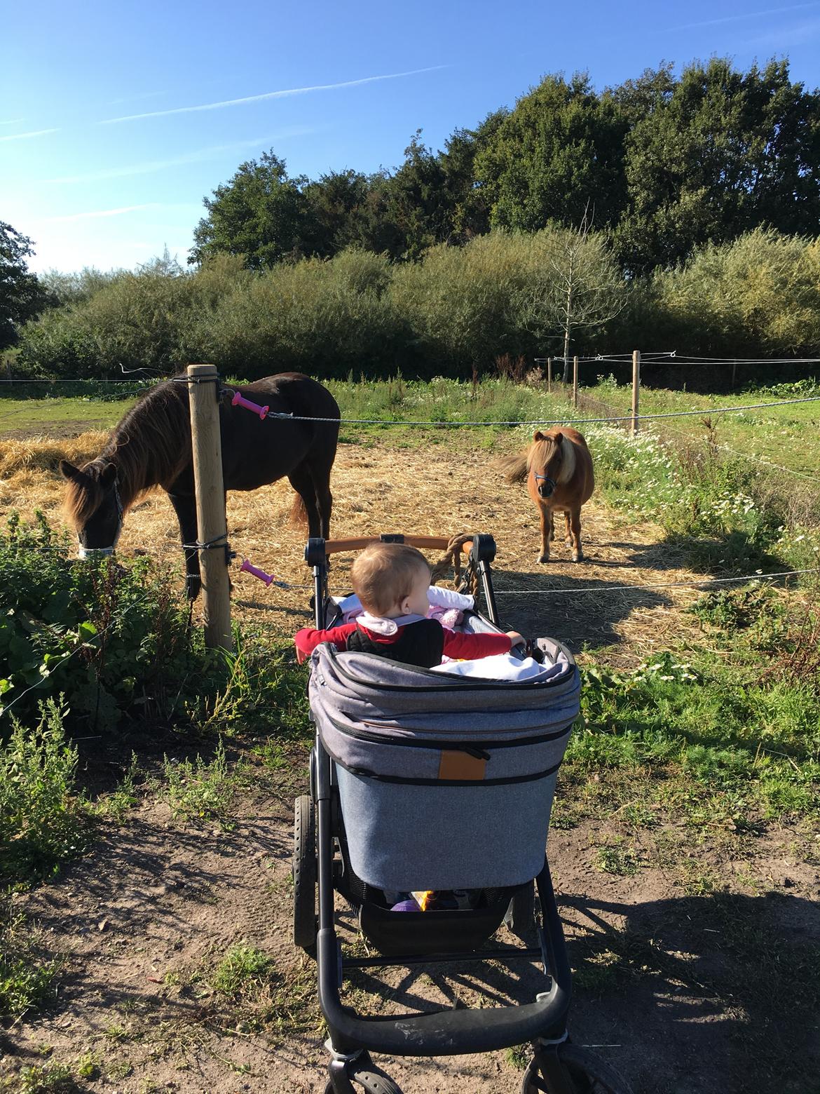 Islænder Heimir fra Blönduósi billede 45