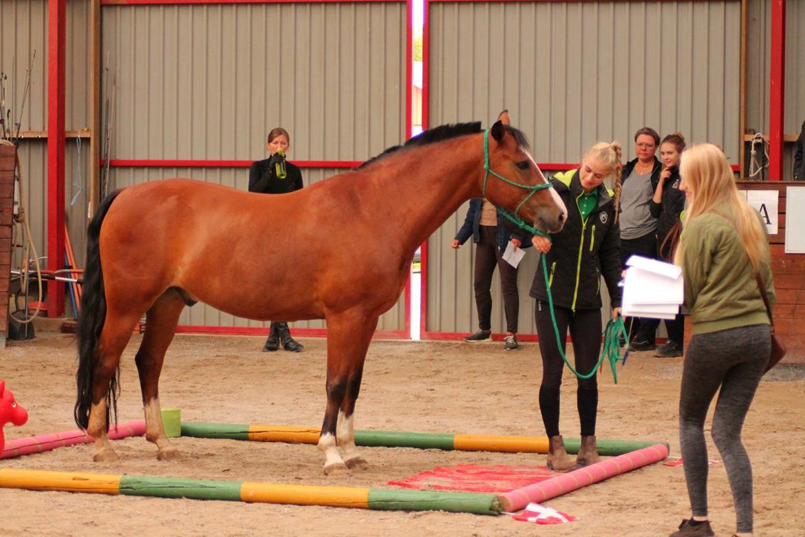 New Forest Feldholm's ronaldo - Agilitystævne på Snuromgaard 2018 billede 5