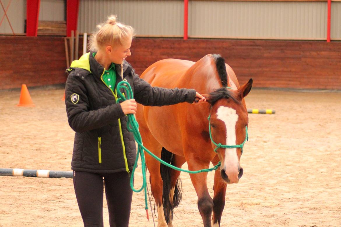 New Forest Feldholm's ronaldo - Agilitystævne på Snuromgaard 2018 billede 1