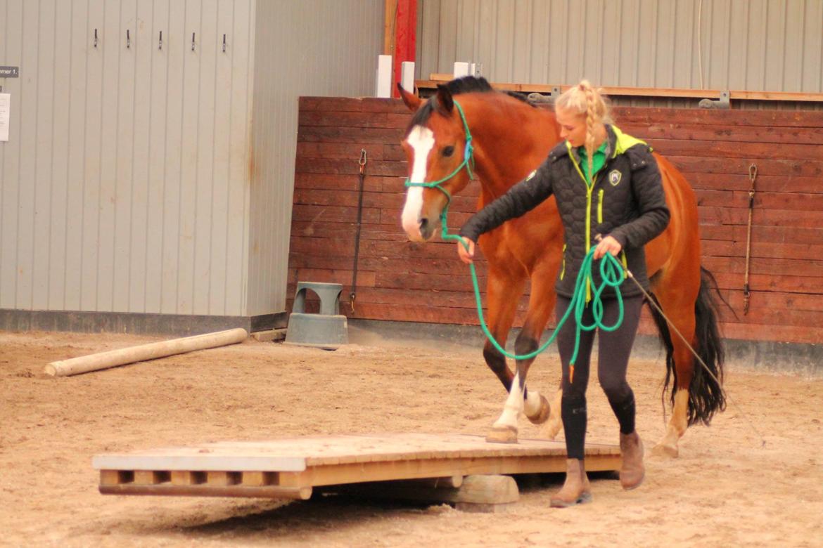 New Forest Feldholm's ronaldo - Agilitystævne på Snuromgaard 2018 billede 3