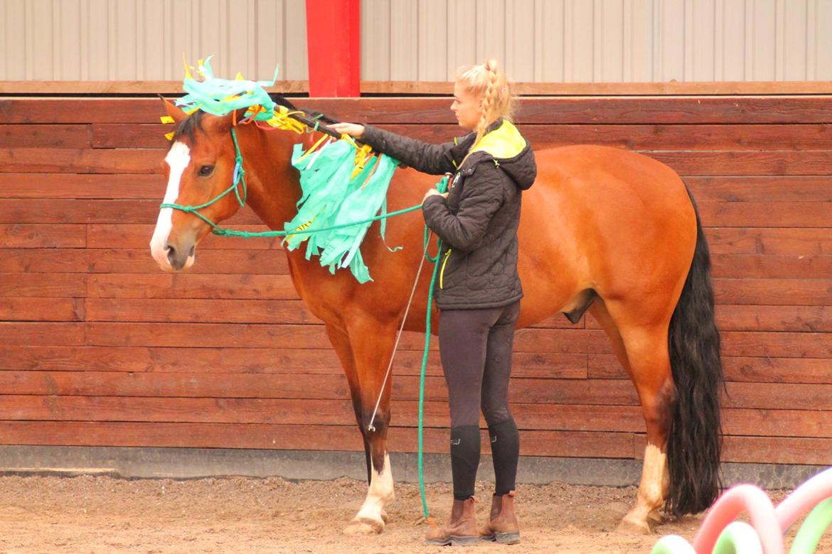 New Forest Feldholm's ronaldo - Agilitystævne på Snuromgaard 2018 billede 2