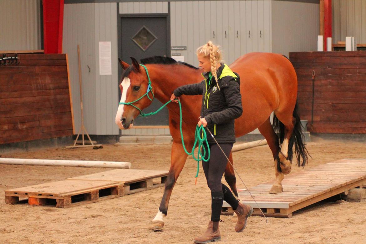 New Forest Feldholm's ronaldo - Agilitystævne på Snuromgaard 2018 billede 4