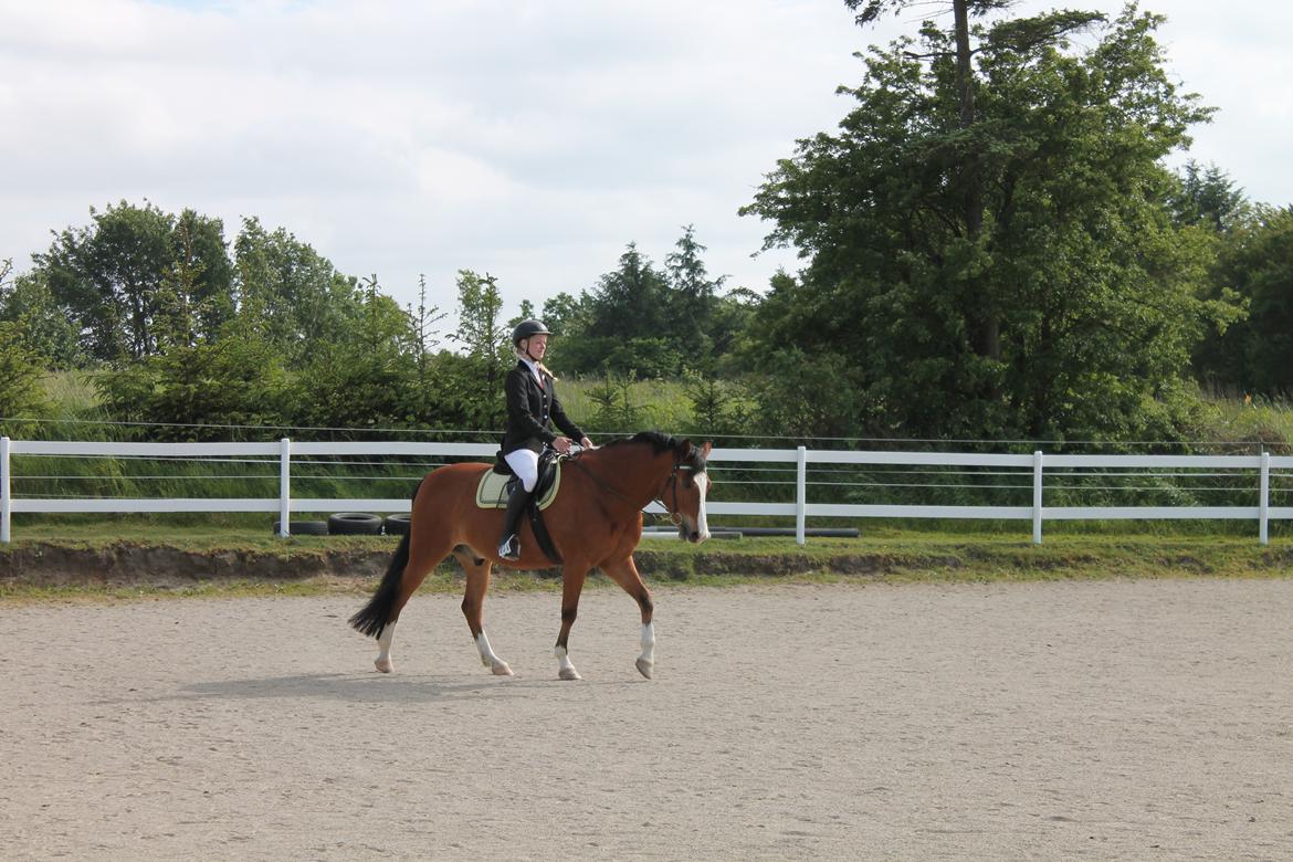 New Forest Feldholm's ronaldo - Hestevelfærdsstævne 2014 billede 10