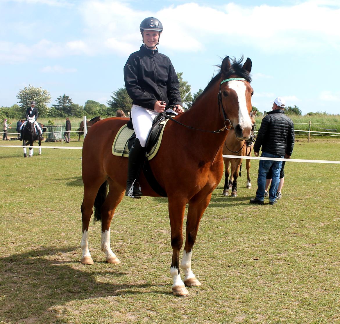 New Forest Feldholm's ronaldo - Hestevelfærdsstævne 2014 billede 8