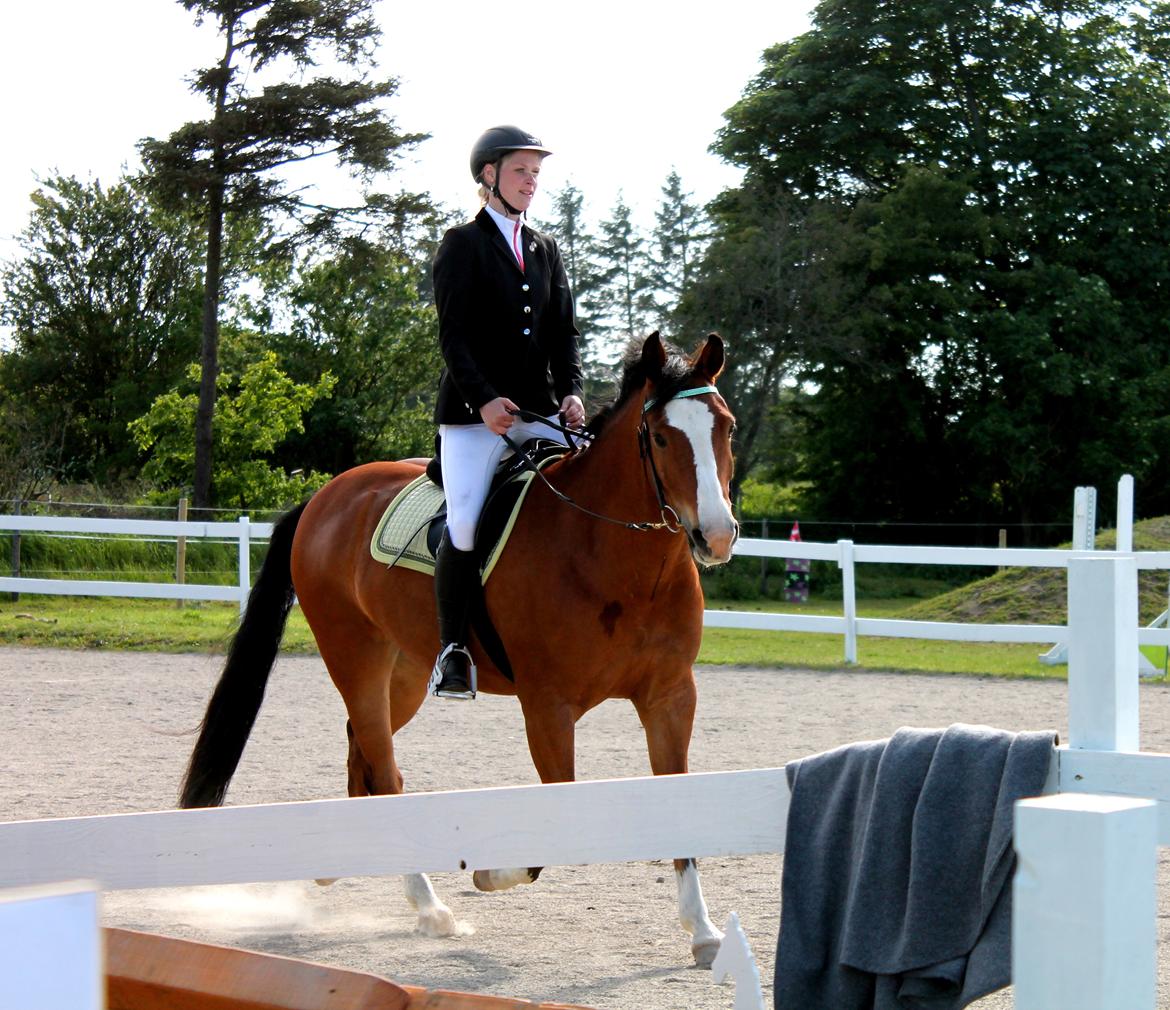 New Forest Feldholm's ronaldo - Hestevelfærdsstævne 2014 billede 11