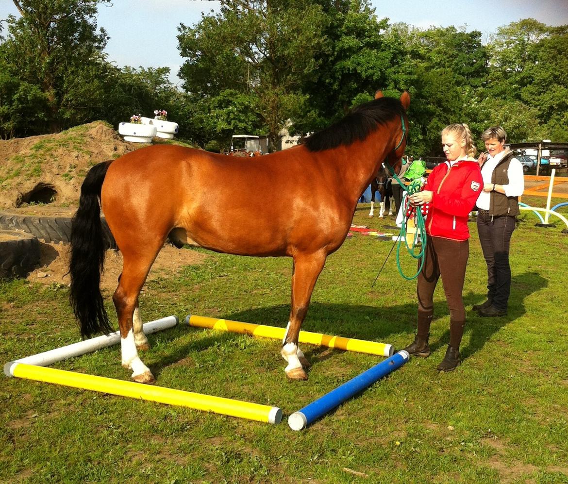 New Forest Feldholm's ronaldo - Hestevelfærdsstævne 2016 billede 15