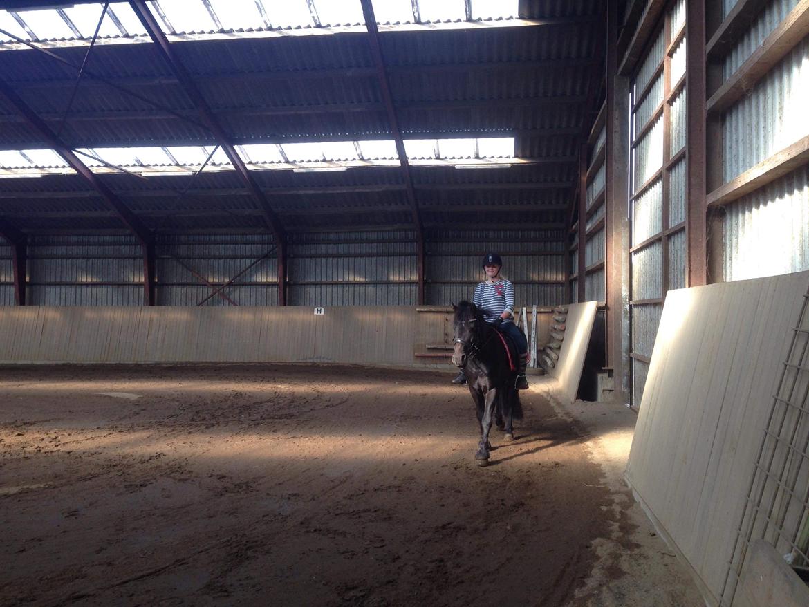 Anden særlig race Stalden's Noah billede 7