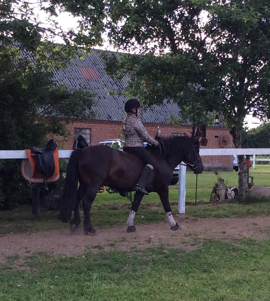 Anden særlig race Stalden's Noah billede 9