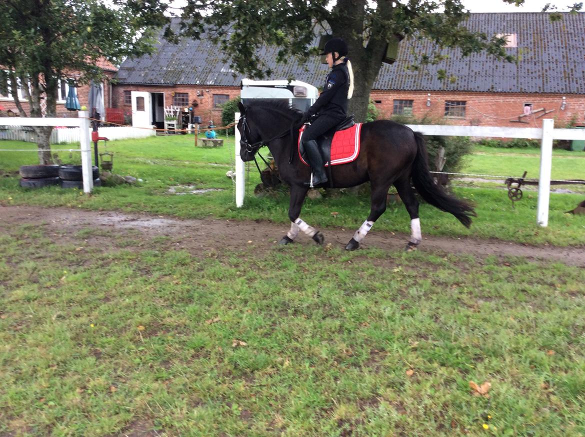 Anden særlig race Stalden's Noah billede 8