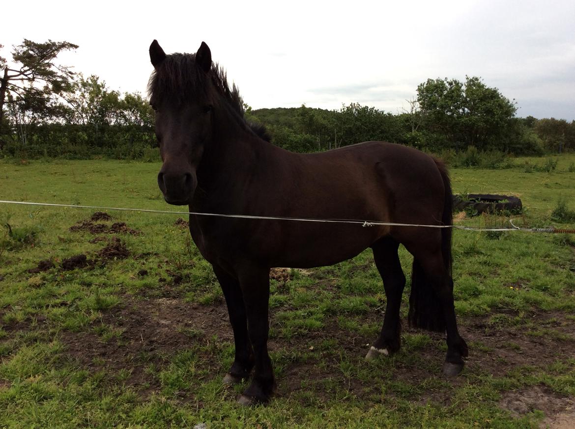 Anden særlig race Stalden's Noah billede 14