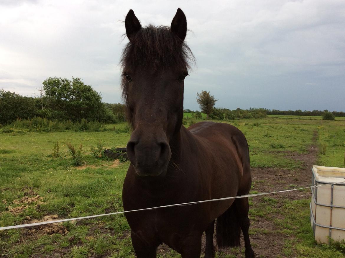 Anden særlig race Stalden's Noah billede 15