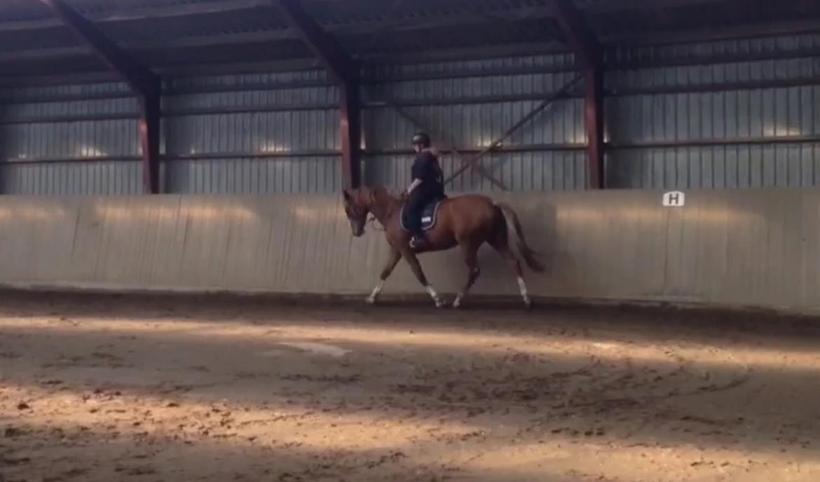 Anden særlig race Mio billede 2